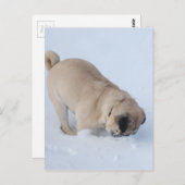 Pug Dog die de wintersneeuw speelt Briefkaart (Voorkant / Achterkant)