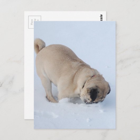 Pug Dog die de wintersneeuw speelt Briefkaart (Voorkant / Achterkant)