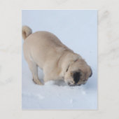 Pug Dog die de wintersneeuw speelt Briefkaart (Voorkant)