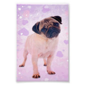 Pug Dog Foto Afdruk (Voorkant)