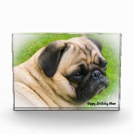 Pug Dog. Fotoblokken