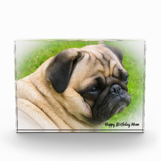 Pug Dog. Fotoblokken (Voorkant)