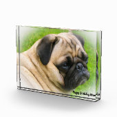 Pug Dog. Fotoblokken (Rechts)