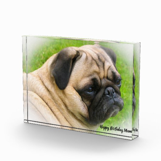 Pug Dog. Fotoblokken (Rechts)