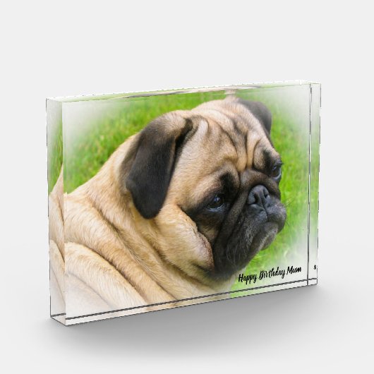 Pug Dog. Fotoblokken (Links)