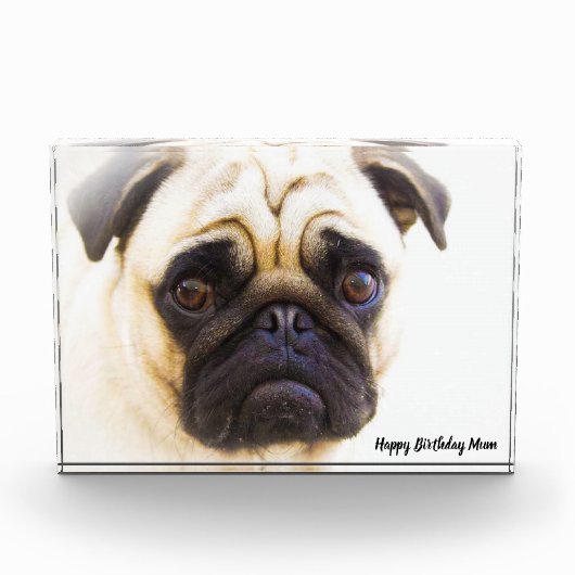 Pug Dog. Fotoblokken (Voorkant)