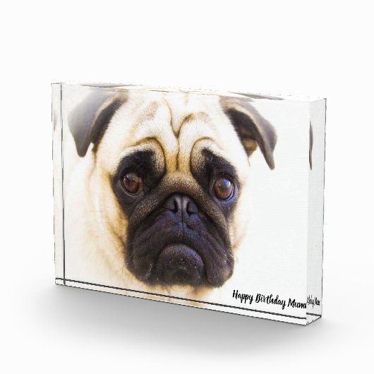 Pug Dog. Fotoblokken (Rechts)