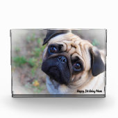 Pug Dog. Fotoblokken (Voorkant)