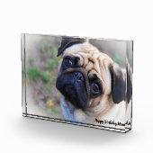 Pug Dog. Fotoblokken (Rechts)