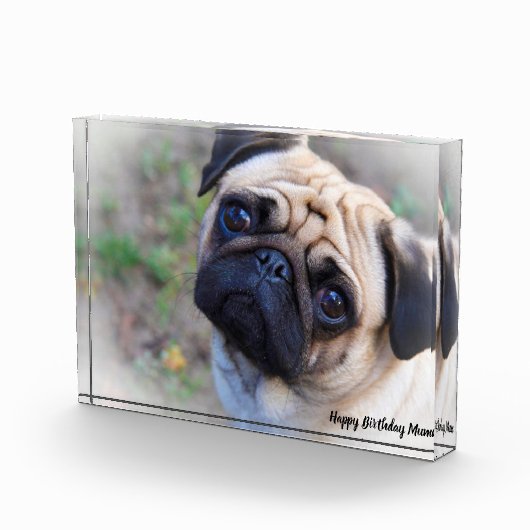 Pug Dog. Fotoblokken (Rechts)