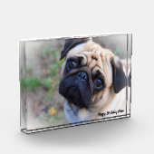 Pug Dog. Fotoblokken (Links)