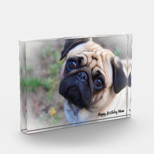 Pug Dog. Fotoblokken (Links)
