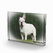 Pug Dog. Fotoblokken (Rechts)