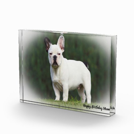 Pug Dog. Fotoblokken (Rechts)