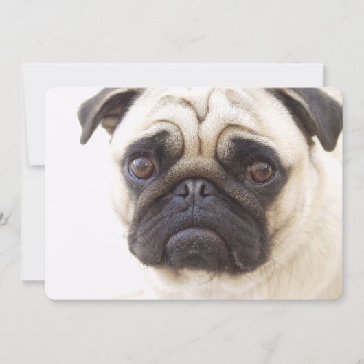 Pug Dog Kaart (Voorkant)