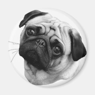 Pug Dog Magneet