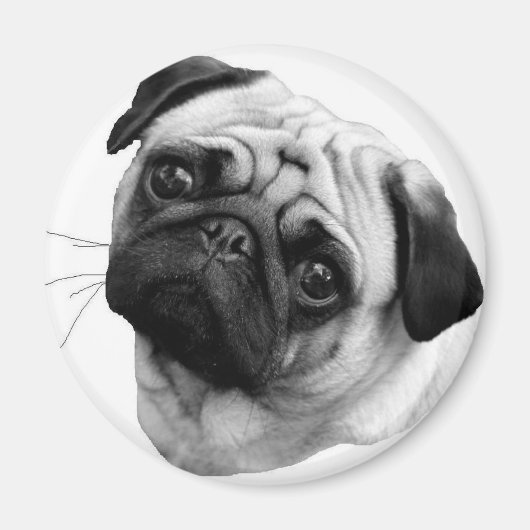 Pug Dog Magneet (Voorkant)