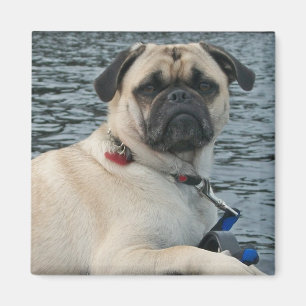 Pug Dog on the Water Magnet