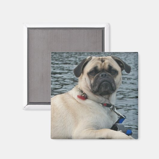 Pug Dog op de Watermagneet Magneet (Voorkant / Achterkant)