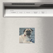 Pug Dog op de Watermagneet Magneet (Insitu (Vaatwasser))