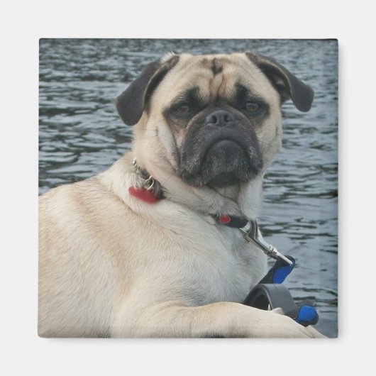 Pug Dog op de Watermagneet Magneet (Voorkant)