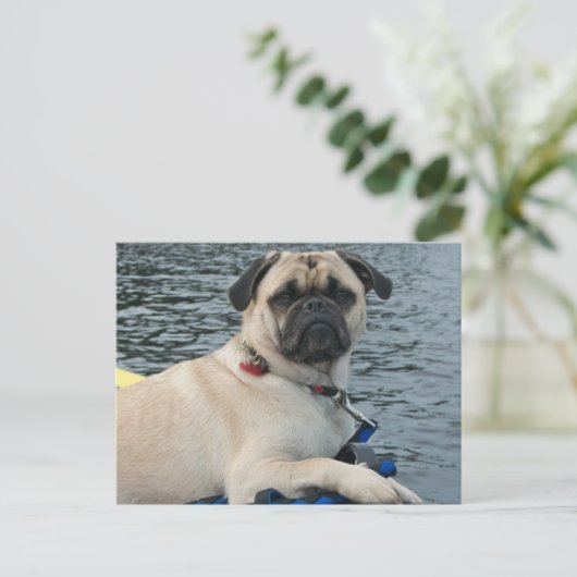 Pug Dog op het water Briefkaart (Staand voorkant)