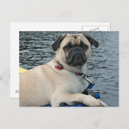 Pug Dog op het water Briefkaart (Voorkant / Achterkant)