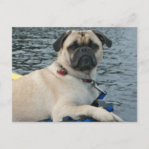 Pug Dog op het water Briefkaart