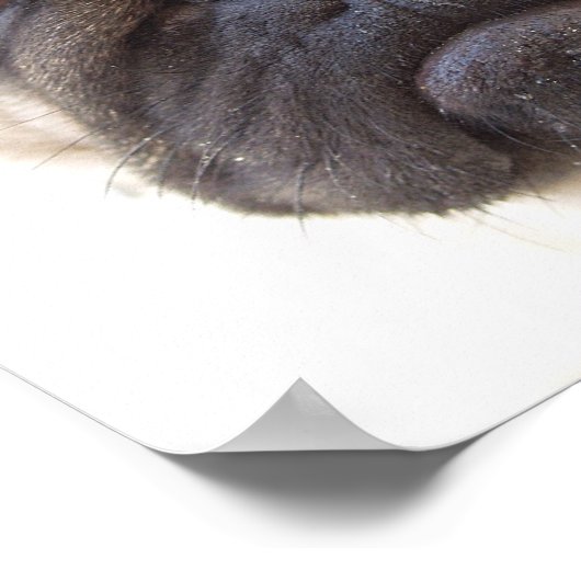 Pug Dog Poster Print (Hoek)