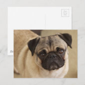 PUG DOG PUP BRIEFKAART (Voorkant / Achterkant)