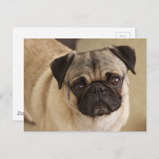 PUG DOG PUP BRIEFKAART (Voorkant / Achterkant)