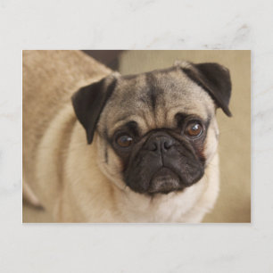 PUG DOG PUP BRIEFKAART