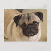PUG DOG PUP BRIEFKAART (Voorkant)