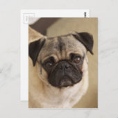 PUG DOG PUP BRIEFKAART (Voorkant / Achterkant)