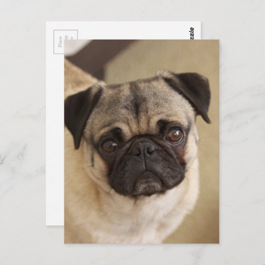 PUG DOG PUP BRIEFKAART (Voorkant / Achterkant)