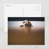 Pug Dog Puppy Grumpy Leuke Dier Huisdier Rimpelig Briefkaart (Voorkant / Achterkant)
