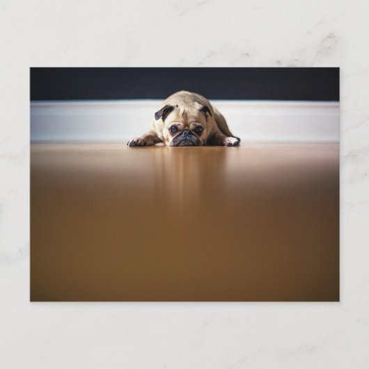 Pug Dog Puppy Grumpy Leuke Dier Huisdier Rimpelig Briefkaart (Voorkant)
