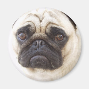 Pug Dog Ronde Magneet