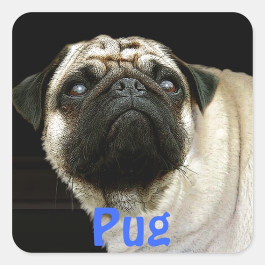 Pug Dog & Schattigee Stickers voor huisdieren (Voorkant)