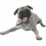 Pug Dog Staand Fotobeeldje<br><div class="desc">Deze foto-sculptuur is van een mooie Pug-hond. U kunt dit ontwerp aanpassen en tot het in een verscheidenheid van grootte opdracht geven. Dit ontwerp van de hond van Pug is ook beschikbaar als gevormde, besnoeiende magneten, siervoorwerpen, spelden en sleutelhangers.</div>