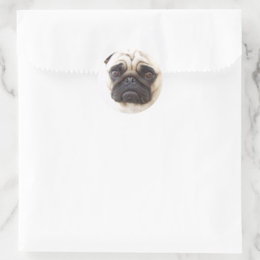Pug Dog Sticker (Tas)