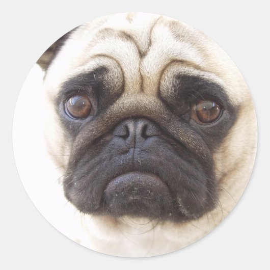 Pug Dog Sticker (Voorkant)