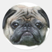 Pug Dog stickers (Voorkant)