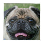 Pug Dog Tegeltje (Voorkant)