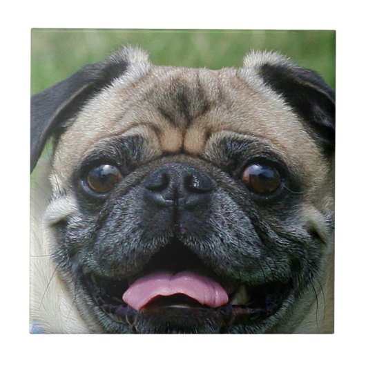 Pug Dog Tegeltje (Voorkant)