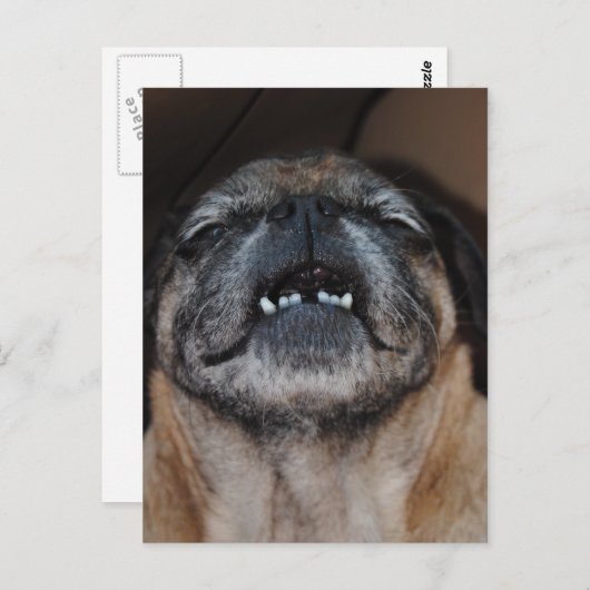 Pug Dog with Mouth Open Briefkaart (Voorkant / Achterkant)