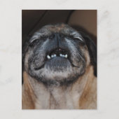 Pug Dog with Mouth Open Briefkaart (Voorkant)