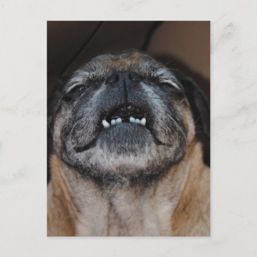 Pug Dog with Mouth Open Briefkaart (Voorkant)