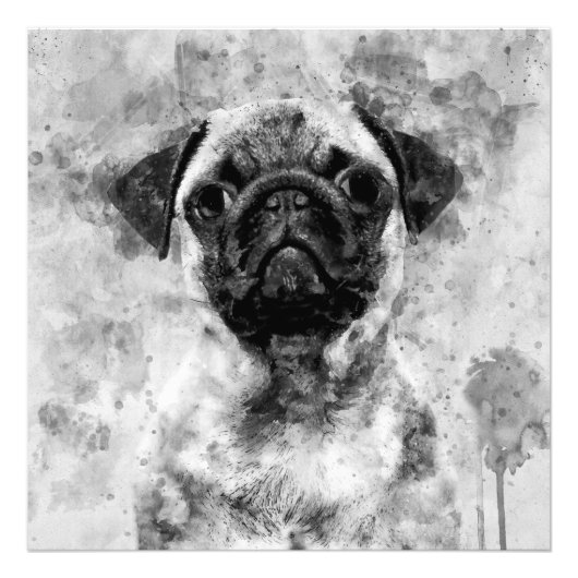 Pug Dog Zwart-wit Waterverf 01 Foto Afdruk (Voorkant)