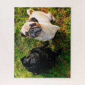 Pug Dogs. Legpuzzel (Verticaal)